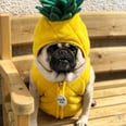 Pug Paradise Exists, and It's Filled With Wrinkly Old Pugs in Costumes