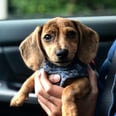 31 Photos of Dachshund Puppies That Are So Cute I Can't Handle It