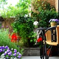 City Gardens: What to Plant Now For Your Small Space to Flourish