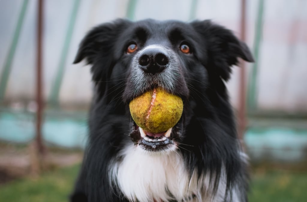 Cute Pictures of Border Collies