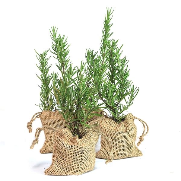 Rosemary Plant