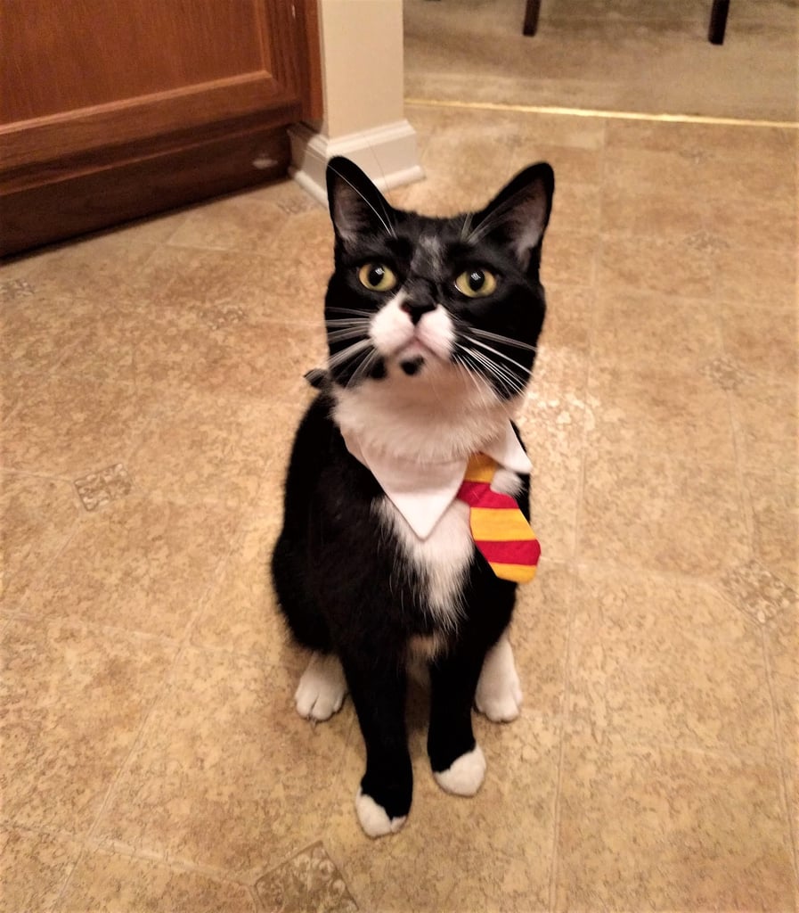 Gryffindor Striped Dog Tie & Shirt Collar Combo