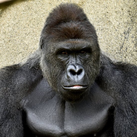 Response to Cincinnatti Zoo Gorilla Killing