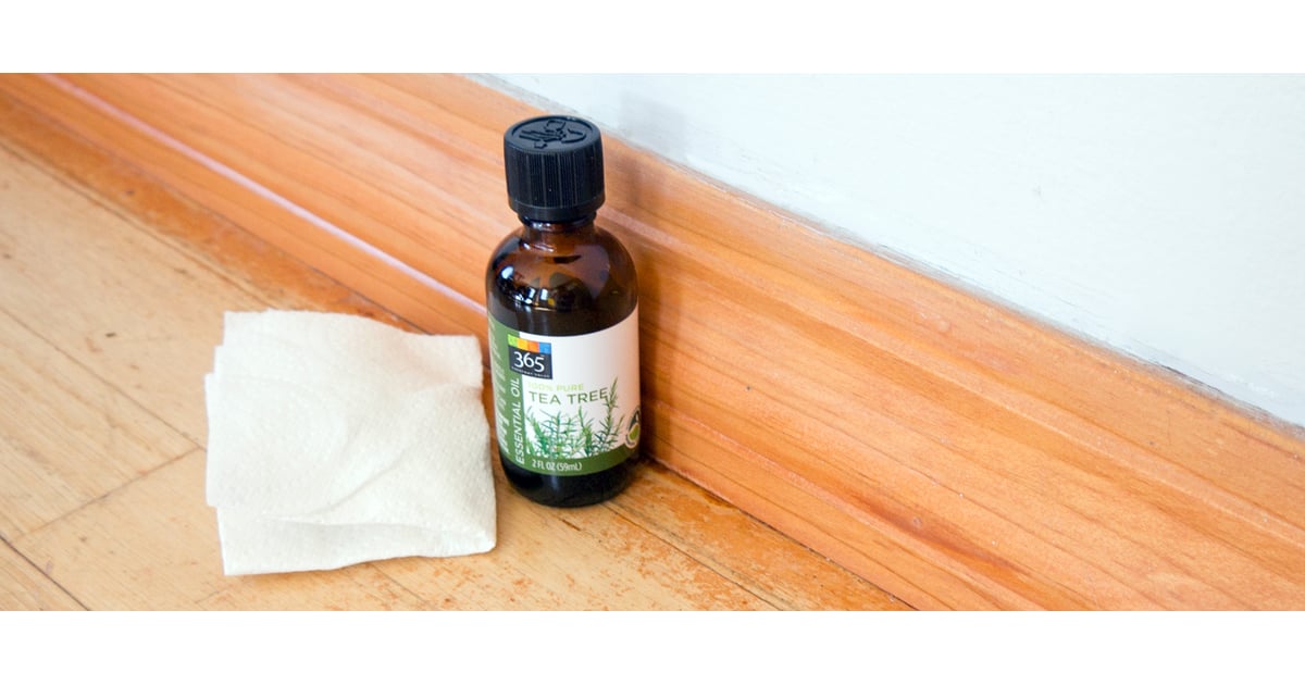 How to Keep Ants Away POPSUGAR Smart Living