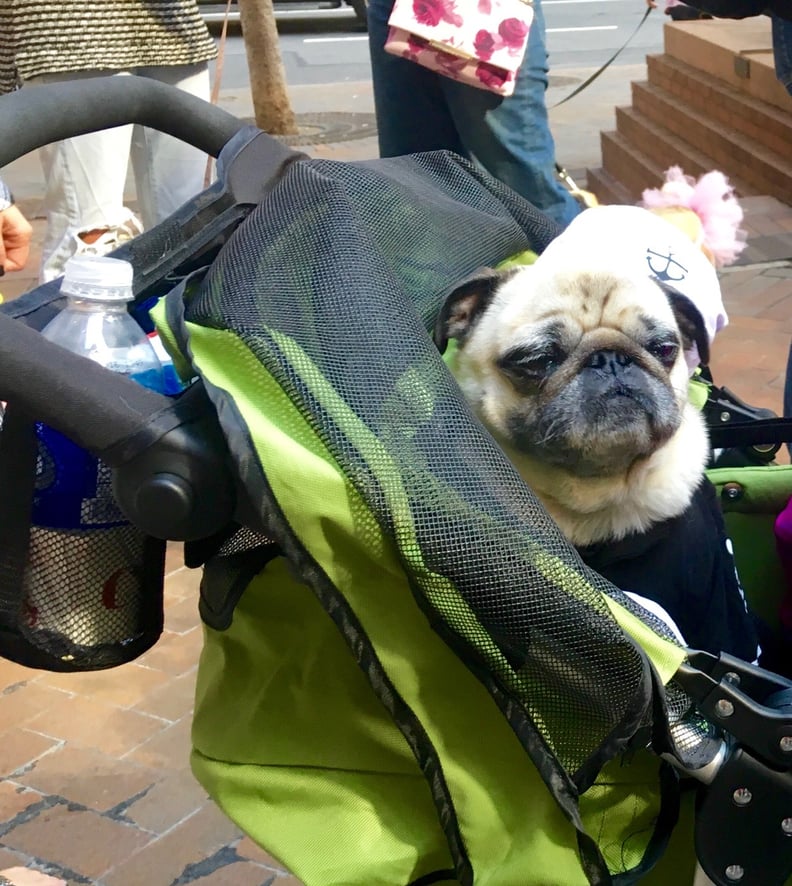 Sailor Pug