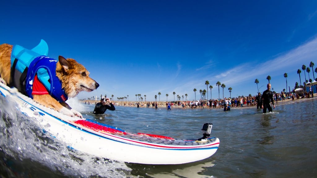 Dogs Surfing