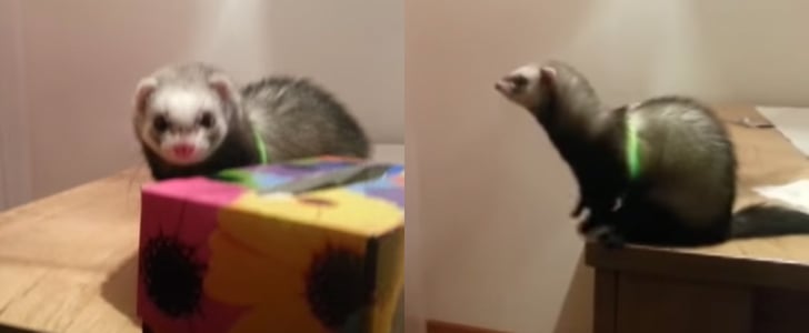 Cute Ferret Trying to Jump | Video