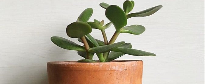 Easiest Plants to Take Care Of