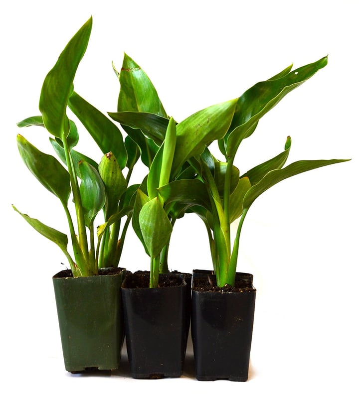 Orange Bird of Paradise, Pack of 6 (20) Houseplants on Amazon Prime