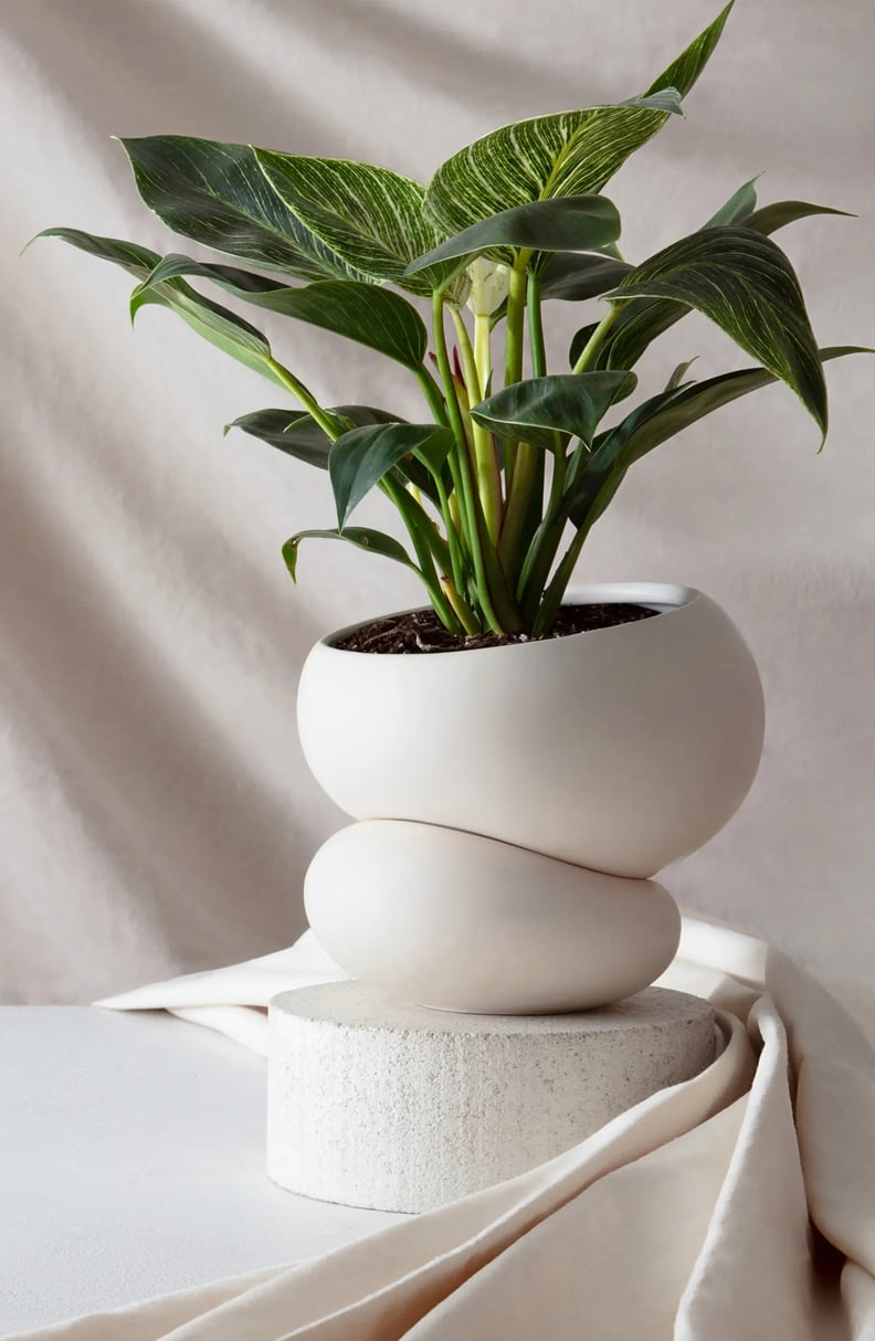 Best Indoor Pots and Planters