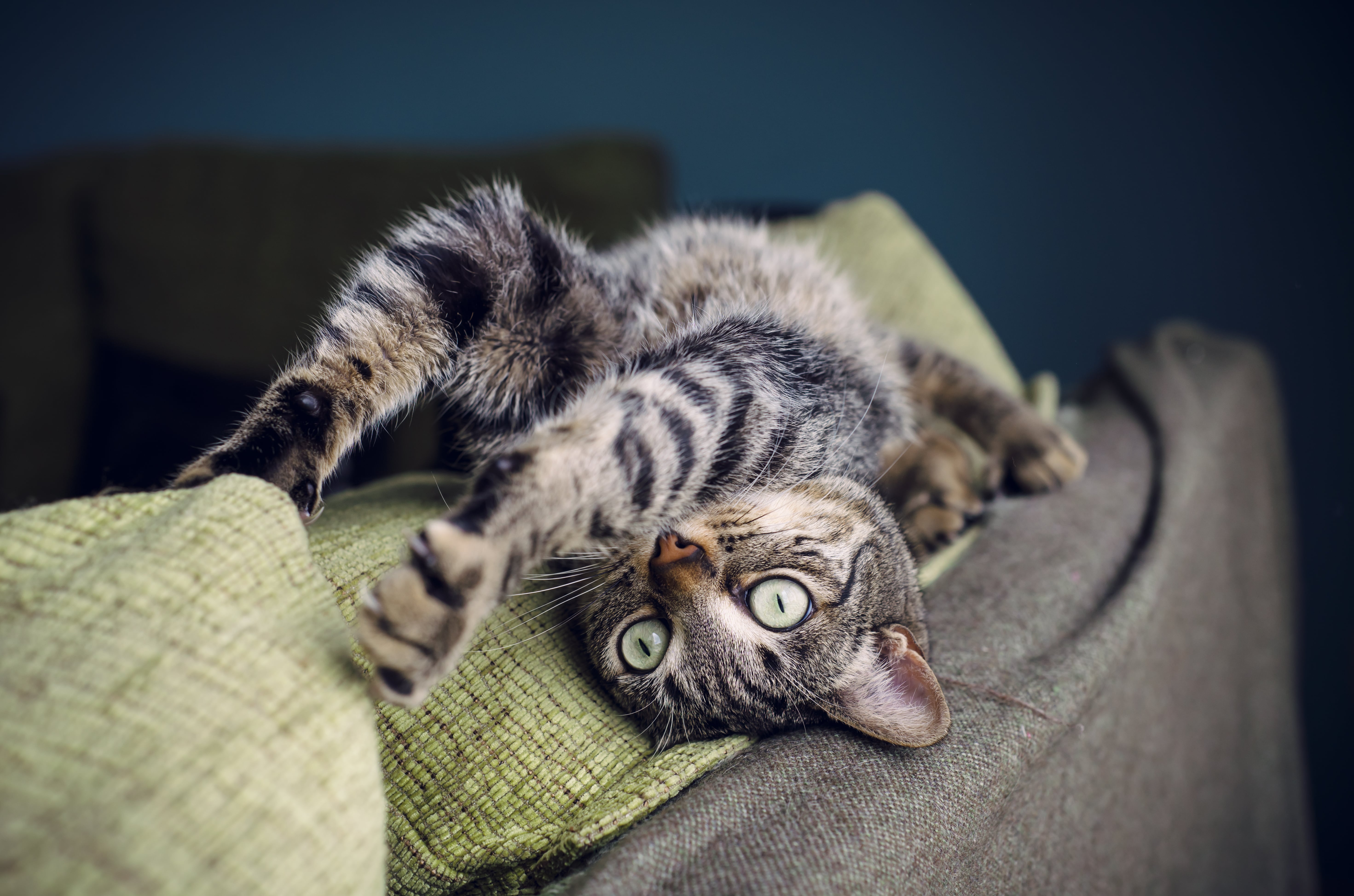 My kitten is hyper clearance