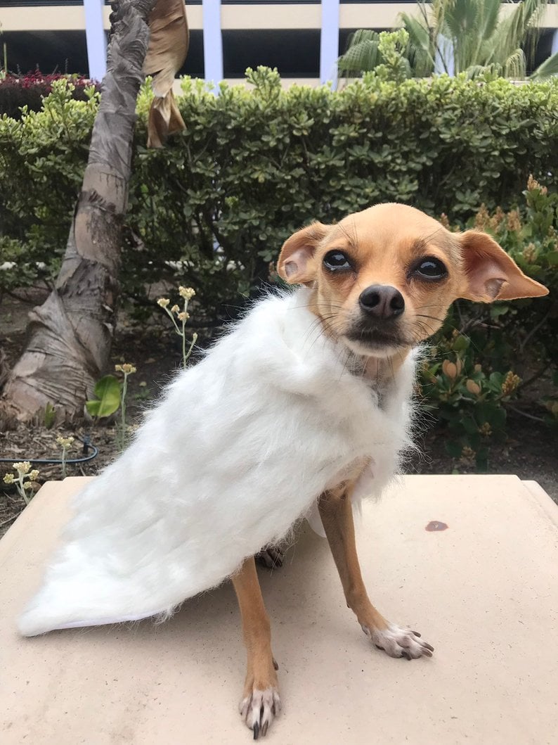 Game Of Thrones Inspired Daenerys Targaryen Cape For Cats Or Dogs