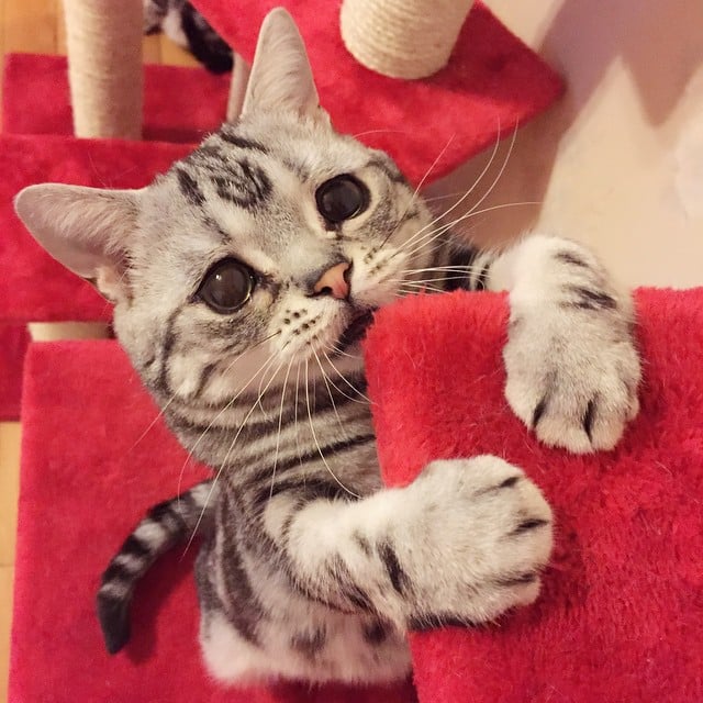 Saddest Cat on the Internet | Pictures