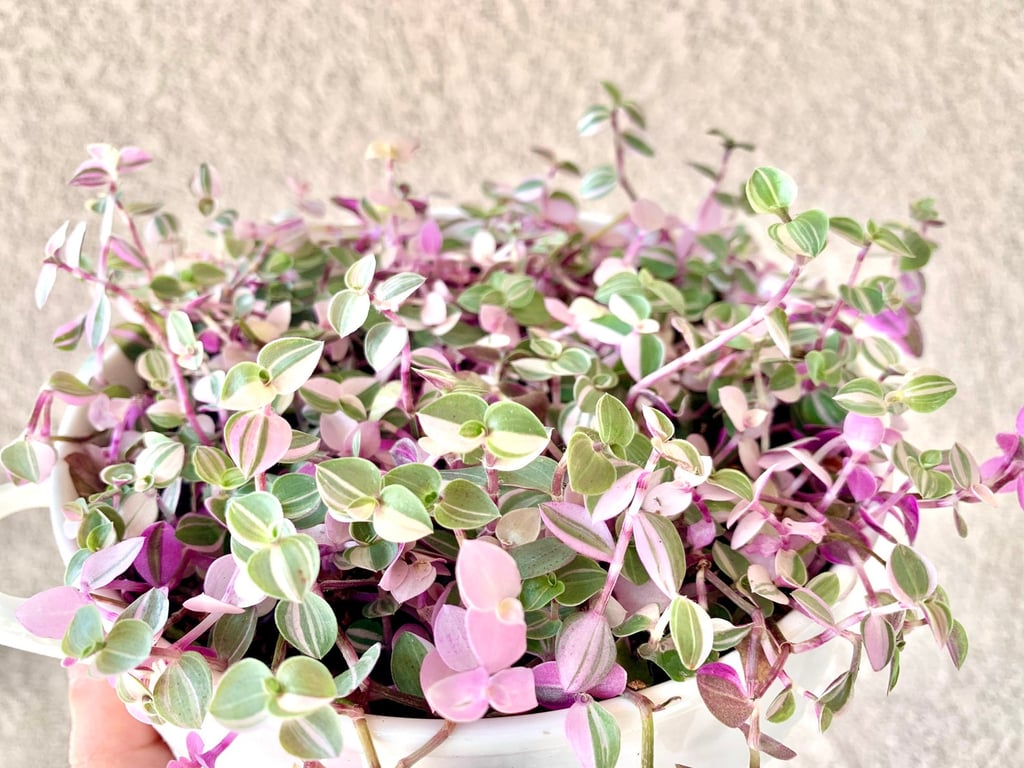 Callisia Repens Bianca