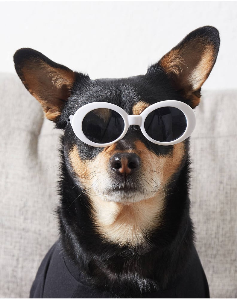 Sunglasses for dogs petco top
