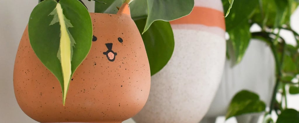 29 Funny Names For Plants