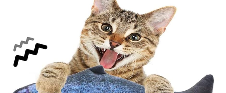 Best Toys to Keep Cats and Kittens Entertained