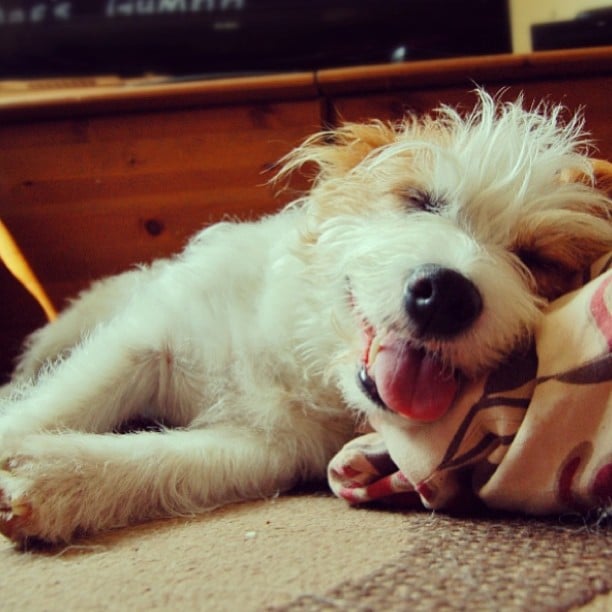 Sweet Sleeper