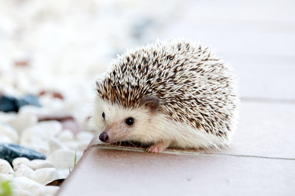 What to Know Before Getting a Hedgehog