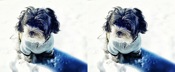 Instagram Challenge: Winter Pets