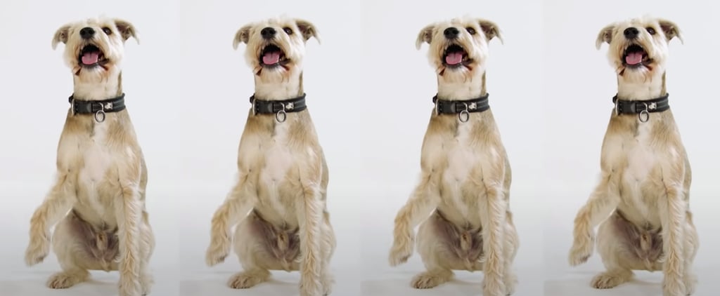 "Raise the Woof" Is the First Christmas Song For Dogs