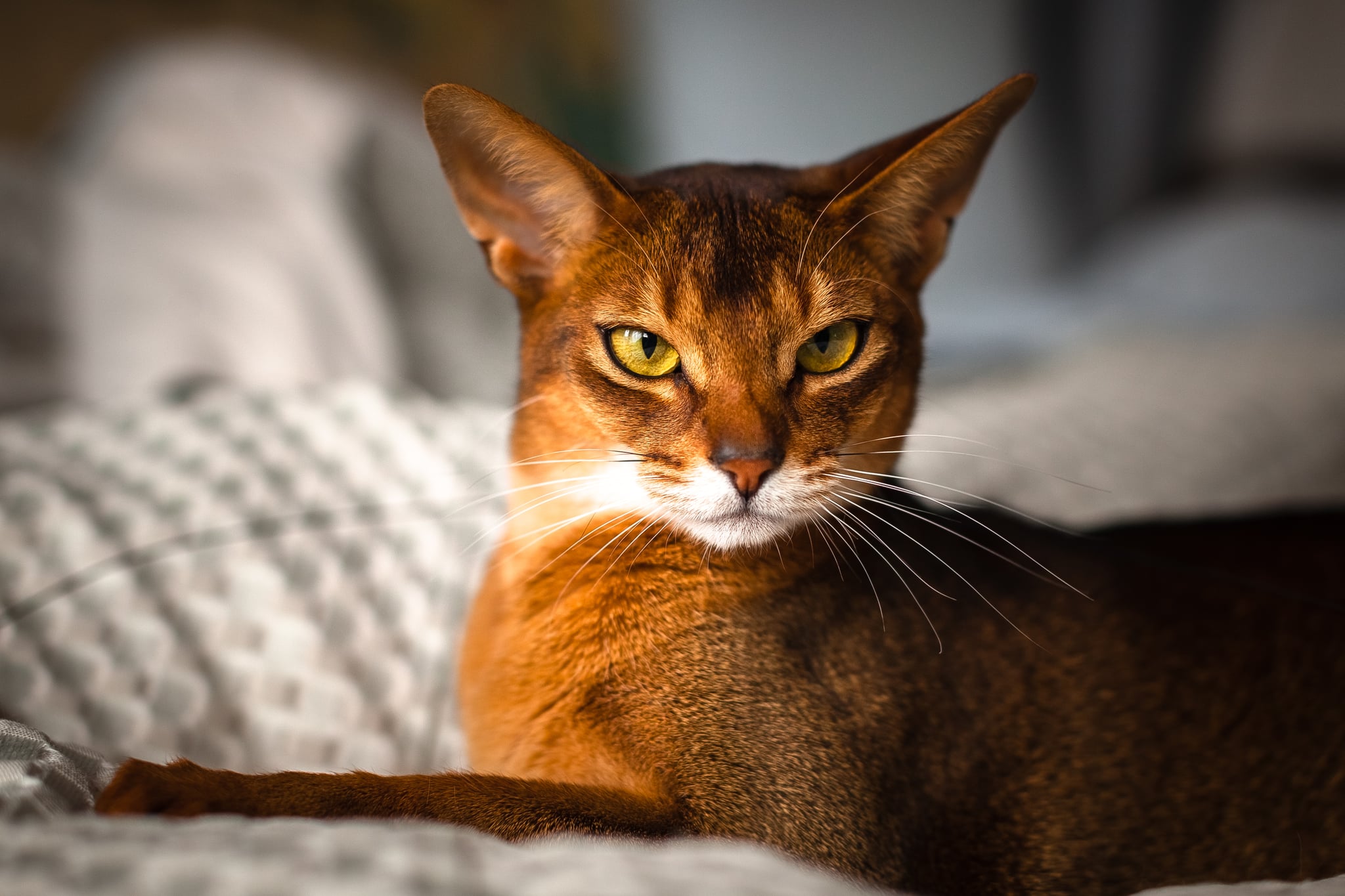 Which Cat Breed Are You By Zodiac Sign | POPSUGAR Pets