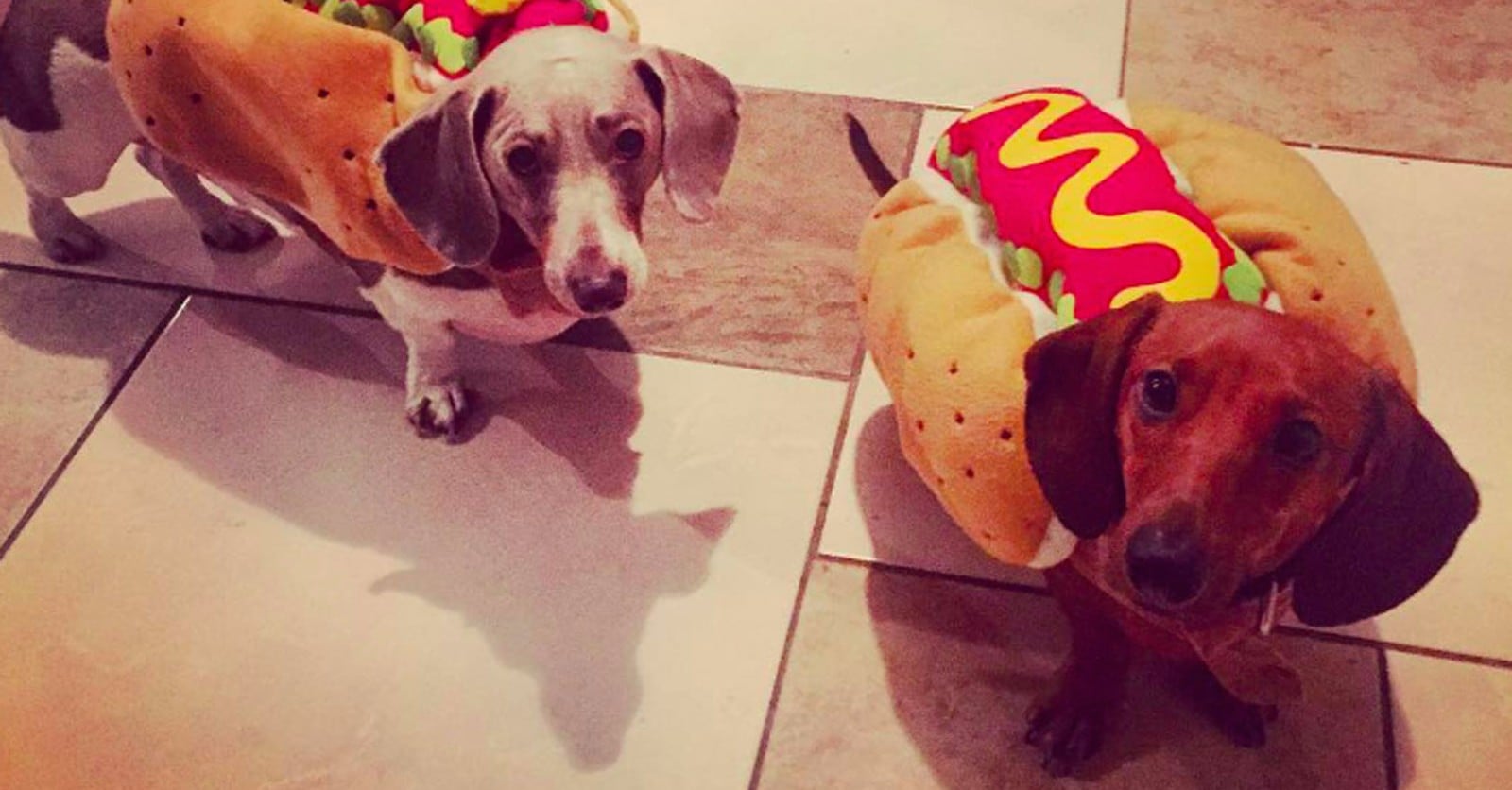 Dachshunds Dressed as Hot Dogs POPSUGAR Pets
