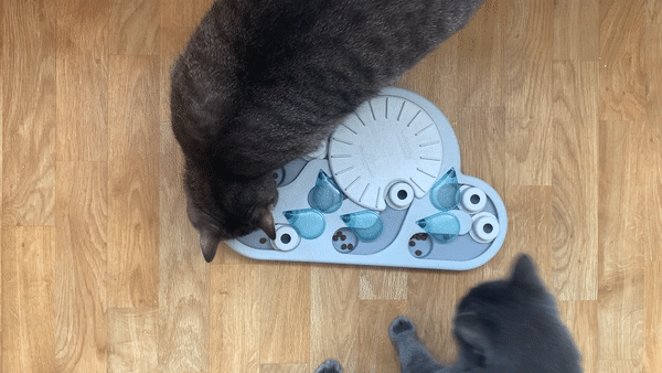 Sniffing Around to Get a Feel For the Puzzle (and Competing For the Same Piece of Kibble, Naturally)