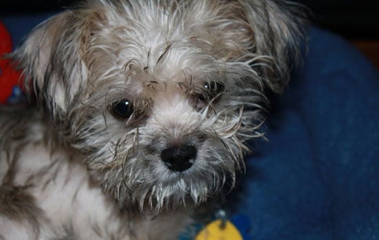 Did You Pick Your Pet's Name Before the Animal Itself?