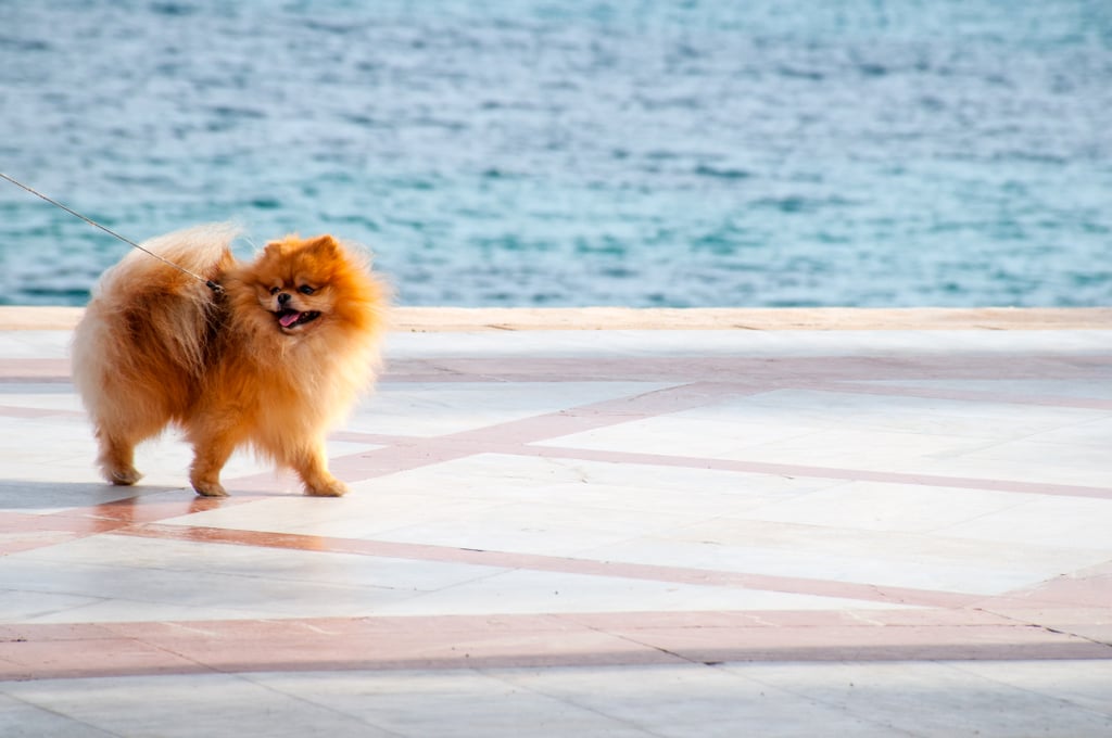 Cute Pomeranian Pictures