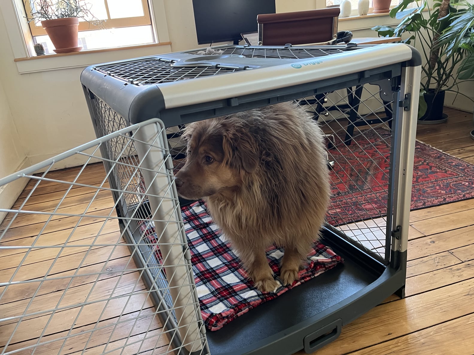 The Diggs Revol Dog Crate Review POPSUGAR Pets
