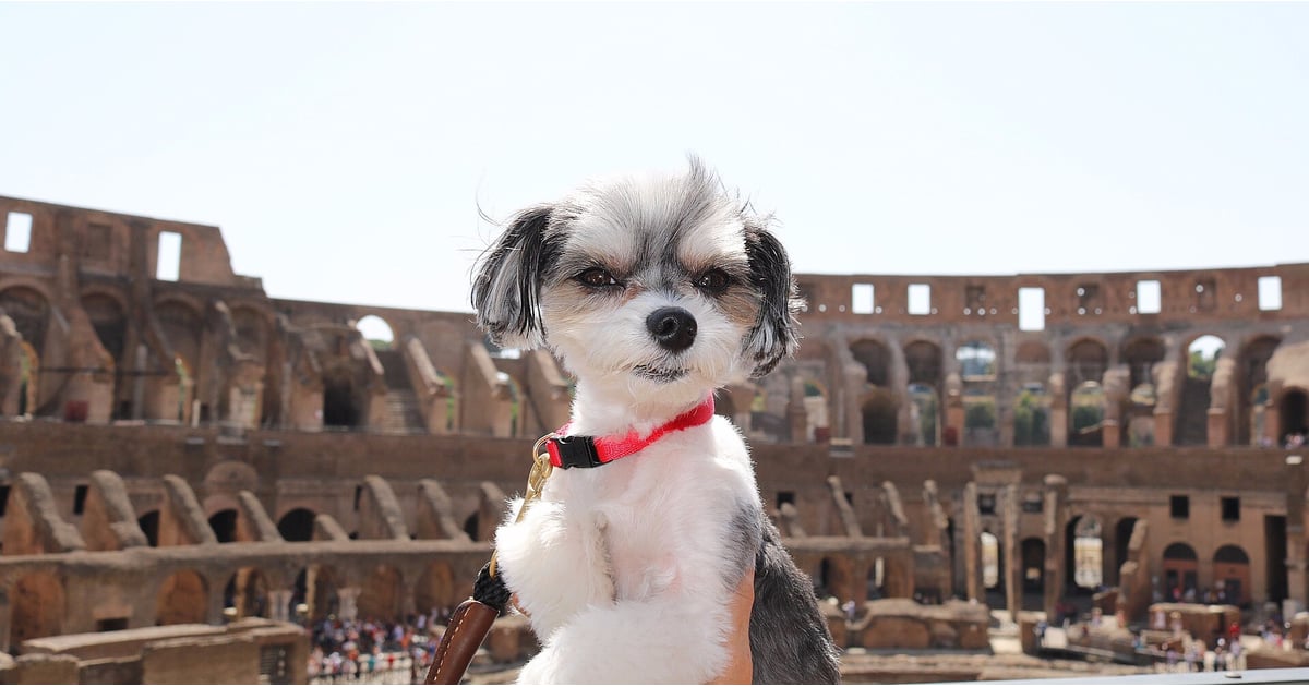 Tinkerbelle the Dog in Rome | POPSUGAR Pets - 1200 x 630 jpeg 82kB