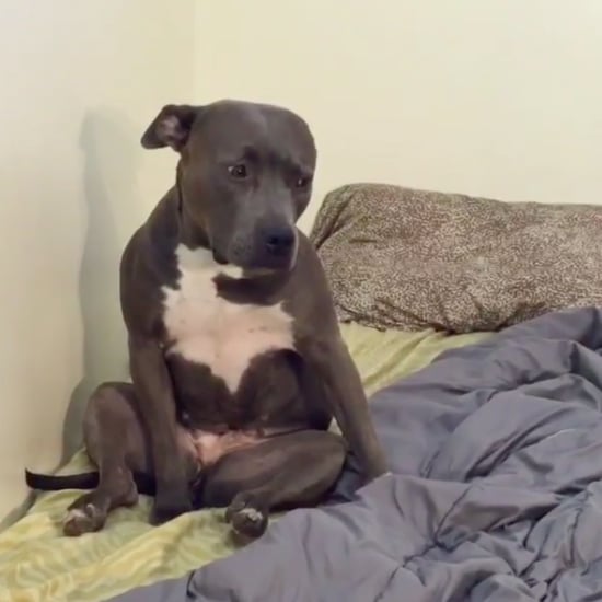 Dog Listening to Adele