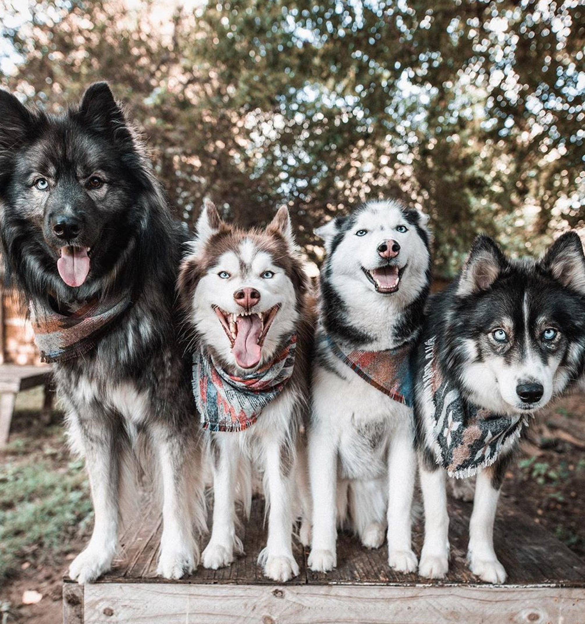 Can Dog Mate With Their Siblings