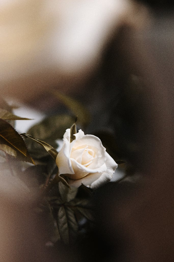 Valentine's Day Wallpaper: White Rose