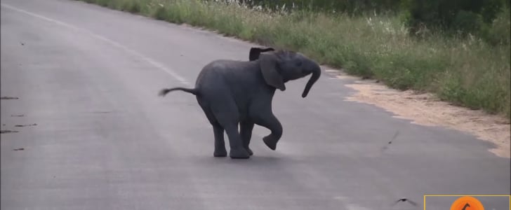 Baby Elephant Playing With Birds | Video