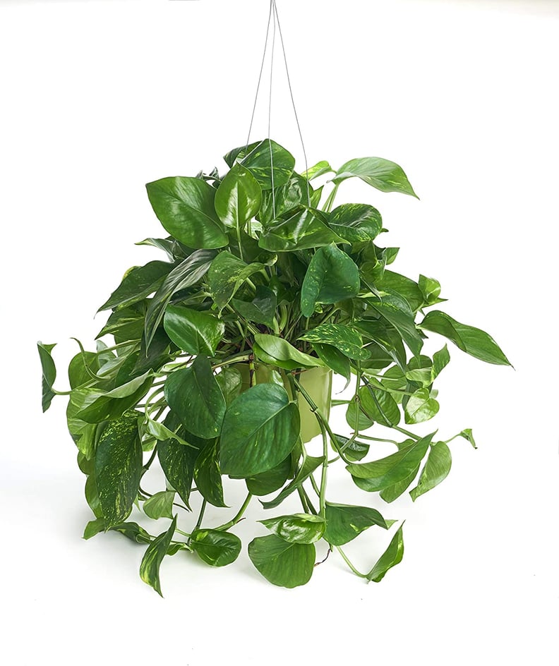 Pothos Plant