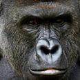 Let's Stop Piling on the Mom of the Boy Who Fell Into the Gorilla Exhibit