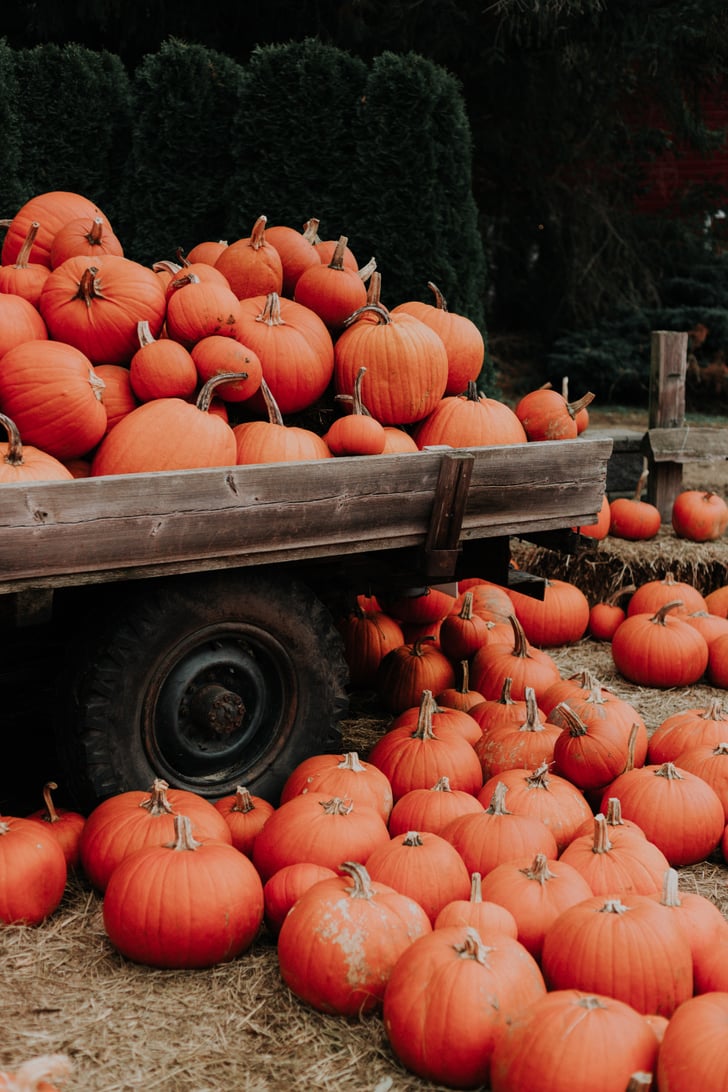Pumpkin Patch iPhone Wallpaper | Best iOS 14 Fall ...