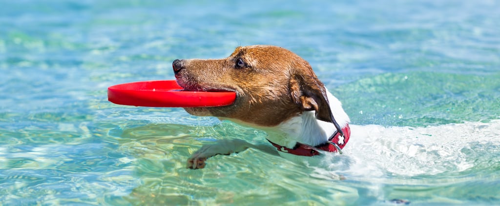 Ways to Get Your Dog Ready For Summer