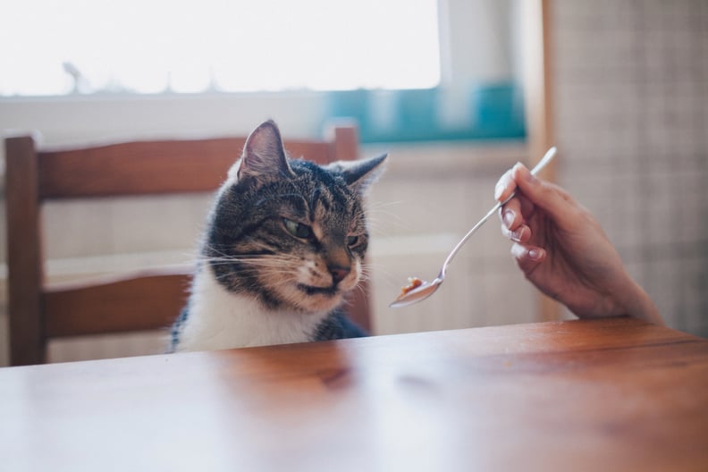 Cat looking disgusted from feeding with a spoon.