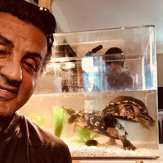 Sylvester Stallone's Turtles From Rocky
