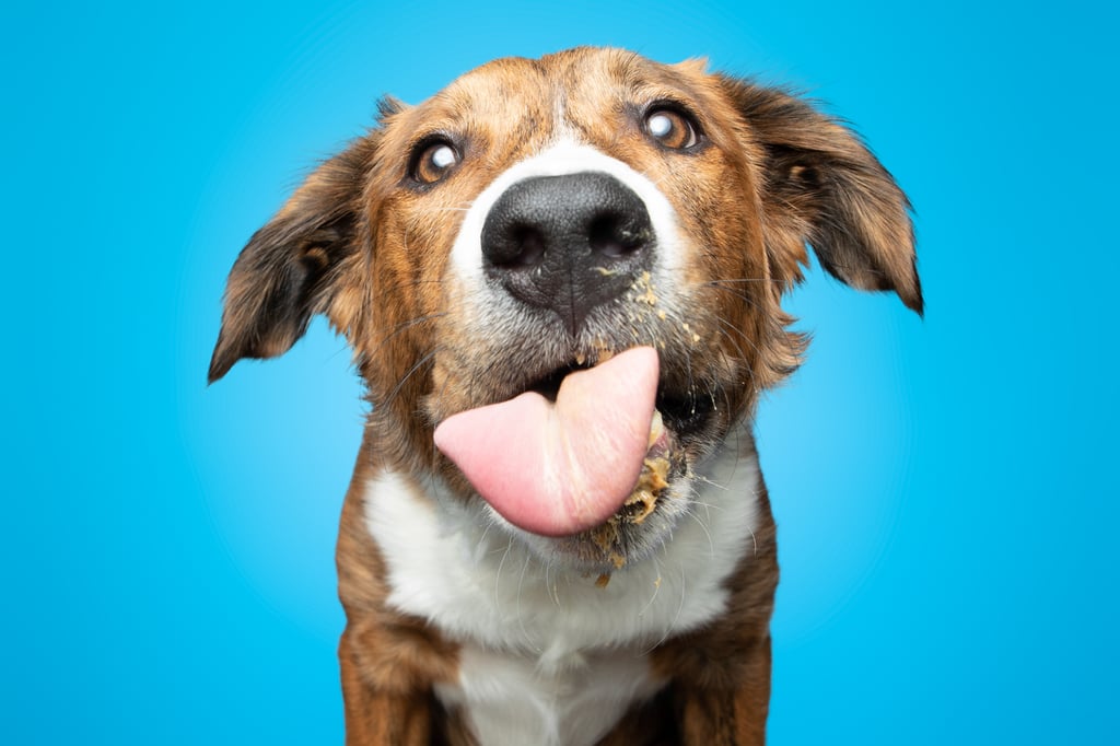 Photos of Rescue Puppies Eating Peanut Putter | Greg Murray