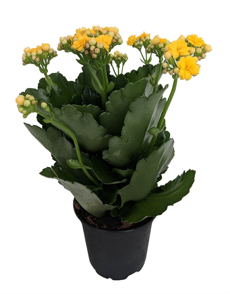 Kalanchoe