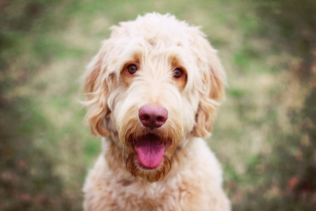 Cute Pictures of Goldendoodles