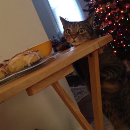 Cat Steals a Cinnamon Bun