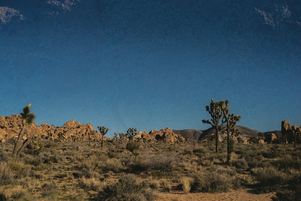 Rocker-Chic Joshua Tree Wedding
