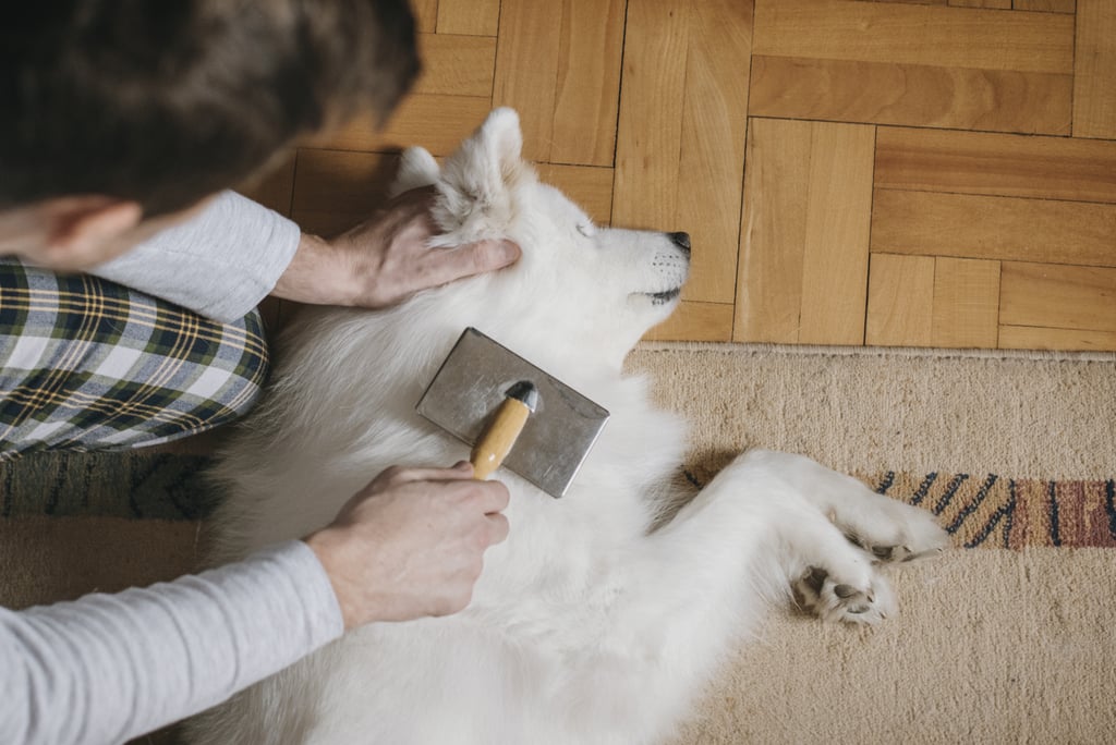Give your pet a good brushing.