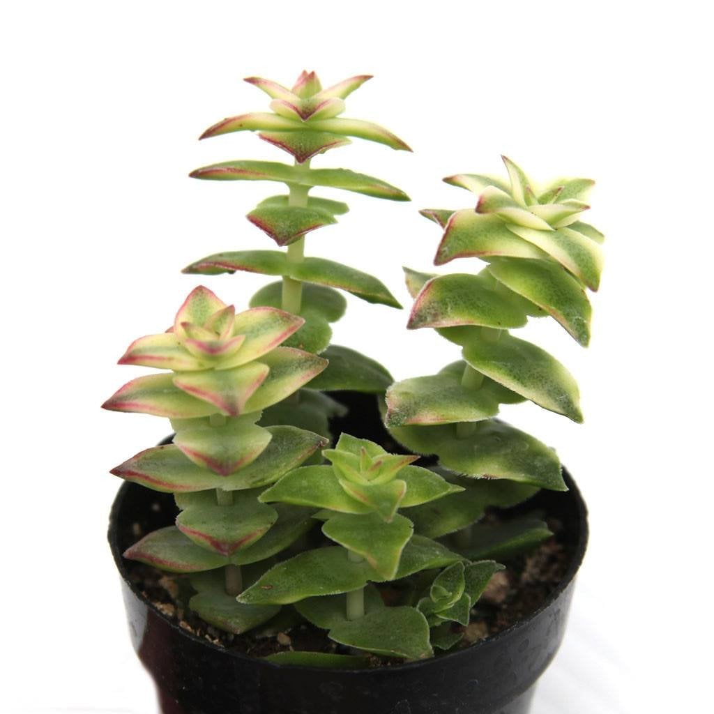 Crassula Perforata Variegata