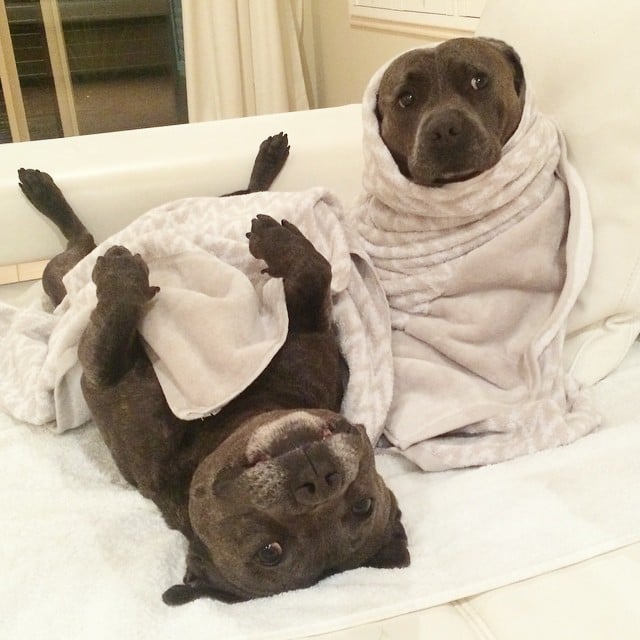 Pit Bulls in Pajamas